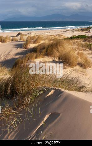 Peron-Dünen im Schutzgebiet St. Helens an der Ostküste Tasmaniens in Australien Stockfoto