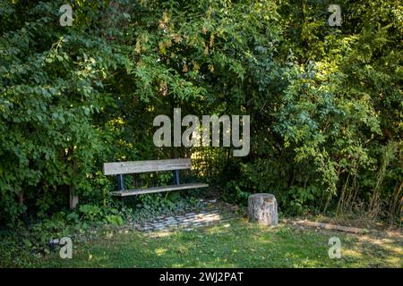 Ein Park hat eine leere Bank an einem ruhigen Ort, um im Garten zwischen den Bäumen zu sitzen Stockfoto