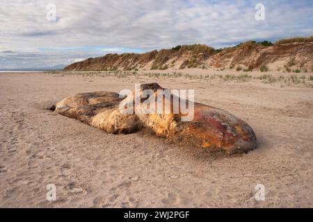 Wal wird am Ocean Beach an der Westküste Tasmaniens in Australien zersetzt Stockfoto