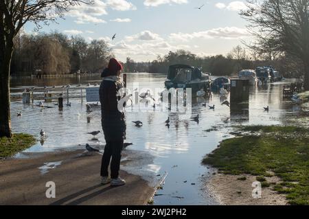 Marlow, Großbritannien. Februar 2024. Die Themse hat ihre Ufer in Marlow, Buckinghamshire, geplatzt. Für die Themse von Hurley nach Cookham, einschließlich Harleyford, Bisham, Marlow und Bourne End, gibt es einen Hochwasseralarm. Quelle: Maureen McLean/Alamy Live News Stockfoto