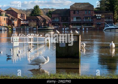 Marlow, Großbritannien. Februar 2024. Die Themse hat ihre Ufer in Marlow, Buckinghamshire, geplatzt. Für die Themse von Hurley nach Cookham, einschließlich Harleyford, Bisham, Marlow und Bourne End, gibt es einen Hochwasseralarm. Quelle: Maureen McLean/Alamy Live News Stockfoto