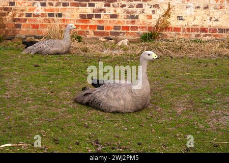 Kapgänse auf Maria Island an der Ostküste Tasmaniens in Australien Stockfoto