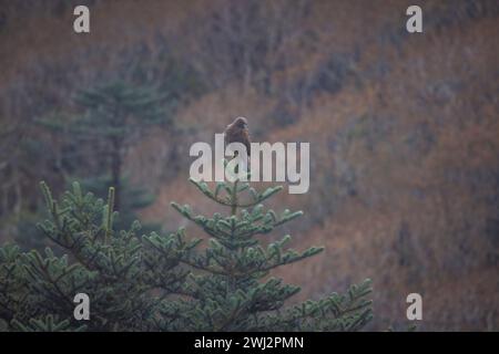 Bergbussard, Buteo hemilasius, Zuluk, Sikkim, Indien Stockfoto