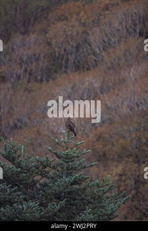 Bergbussard, Buteo hemilasius, Zuluk, Sikkim, Indien Stockfoto