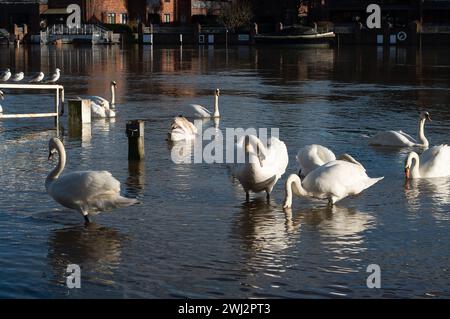 Marlow, Großbritannien. Februar 2024. Die Themse hat ihre Ufer in Marlow, Buckinghamshire, geplatzt. Für die Themse von Hurley nach Cookham, einschließlich Harleyford, Bisham, Marlow und Bourne End, gibt es einen Hochwasseralarm. Quelle: Maureen McLean/Alamy Live News Stockfoto