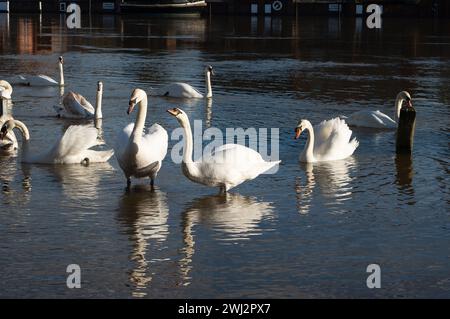 Marlow, Großbritannien. Februar 2024. Die Themse hat ihre Ufer in Marlow, Buckinghamshire, geplatzt. Für die Themse von Hurley nach Cookham, einschließlich Harleyford, Bisham, Marlow und Bourne End, gibt es einen Hochwasseralarm. Quelle: Maureen McLean/Alamy Live News Stockfoto