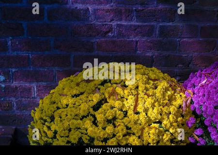 Sonnenstrahlen fallen auf ein wunderschönes Chrysanthema, das vor einer Ziegelmauer gewachsen ist. Stockfoto