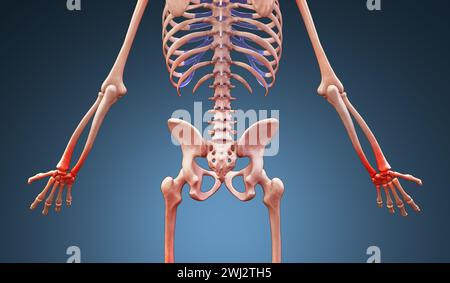 3D-Darstellung eines menschlichen Skeletts mit Handgelenkschmerzen Stockfoto