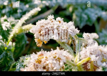 Nahaufnahme eines mit Frostkristallen bedeckten Blattes, das von einer schwachen Wintersonne beleuchtet wird. Stockfoto