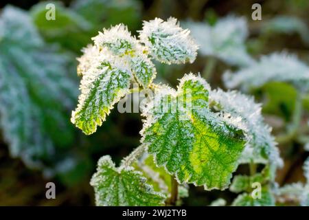 Nahaufnahme eines Blattes, vielleicht Bramble- oder Brombeerblätter (rubus fruticosus), bedeckt mit Frostkristallen und hinterleuchtet von einer schwachen Wintersonne. Stockfoto