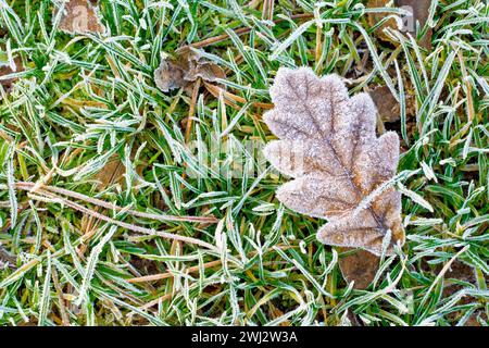 Nahaufnahme eines gefallenen Eichenblattes, das auf dem Gras liegt, beide mit leichtem Frost nach einer kalten Winternacht bedeckt. Stockfoto