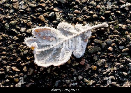Nahaufnahme eines gefallenen Eichenblattes, das auf einem Asphalt liegt, bedeckt mit Frostkristallen und beleuchtet von den warmen Strahlen einer schwachen Wintersonne. Stockfoto