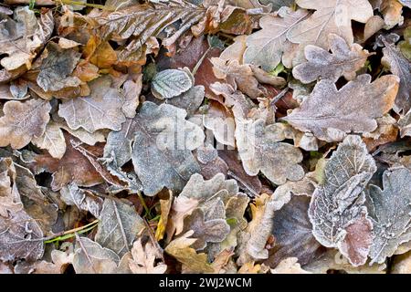 Nahaufnahme einer Masse gefallener Blätter, hauptsächlich Eiche und Sycamore, die nach einer kalten Winternacht auf dem Boden liegen und mit leichtem Frost bedeckt sind. Stockfoto