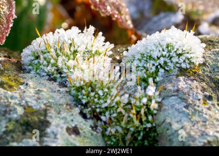Nahaufnahme von Moosbüscheln, die oben auf einer alten Wand wachsen, bedeckt mit Kristallen von Frost und hinten beleuchtet von den Strahlen einer schwachen Wintersonne. Stockfoto