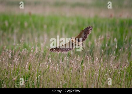 Eurasische Bittern (Botaurus stellaris) im Ham Wall RSPB Reserve, Somerset, Großbritannien, Juni 2016 Stockfoto