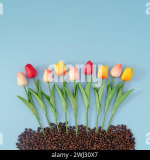 Kreatives Frühlingslayout mit bunten Tulpenblüten und gerösteten Kaffeebohnen auf blauem Hintergrund. Minimales Naturkonzept. Trendige Frühlingsblumen. Stockfoto