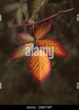 Makrofotografie der goldenen Herbstblätter eines Rosenstrauchs isoliert auf einem verschwommenen natürlichen Hintergrund. Nahaufnahmen mit leuchtenden Herbstfarben Stockfoto