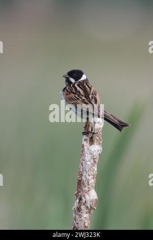 Männliche Reed Bunting (Emberiza schoeniclus) auf einem Bulrushkopf mit natürlichem Hintergrund im Greylake RSPB Reserve, Somerset, UK, Mai 2022 Stockfoto