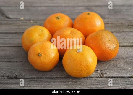 Citrus x clementina SRA 89, Clementine, sortieren Stockfoto