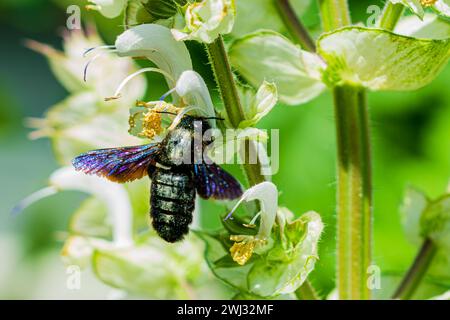 Die violette Zimmerbiene xylocopa violacea. Blau-schwarze Holzbiene (Xylocopa violacea, german Bla Stockfoto