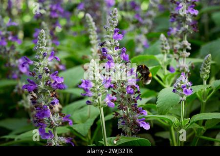 Hummel sammelt Nektar von Salvia Blume ( Salvia officinalis ) Stockfoto