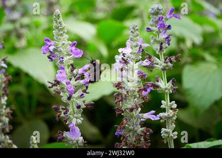 Hummel sammelt Nektar von Salvia Blume ( Salvia officinalis ) Stockfoto