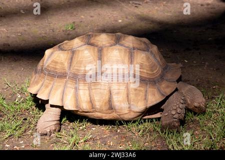 Aldabras Schildkröten sind eine der weltweit größten Landschildkröten Stockfoto