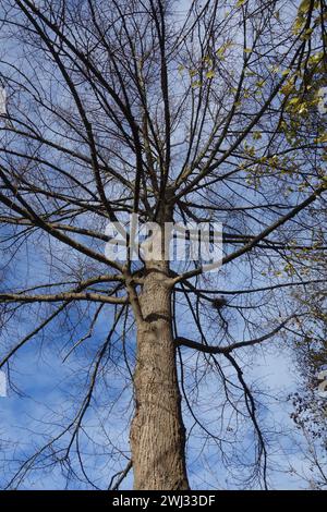 Tilia platyphyllos, großblättrige Limette Stockfoto