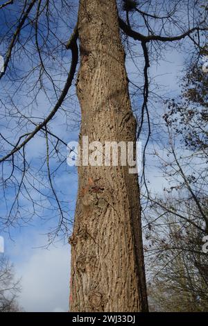 Tilia platyphyllos, großblättrige Limette Stockfoto