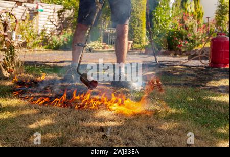 Rasen verbrennen. Mann zerstört trockenes totes Gras mit dem Unkrautbrenner, Gartengasbrenner. Schneller Brand von Sprea Stockfoto