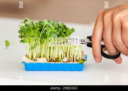 Rettich-Kresse auf weißem Holztisch und Hand mit Schere. Kaiware Daikon Sprossen, Rettich Sprossen. Stockfoto