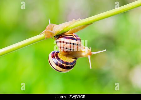 Zwei Tiere Cepaea nemoralis - Banded Snail. Schnecken krabbeln auf einem Pflanzenstamm auf verschwommener grüner Natur Stockfoto