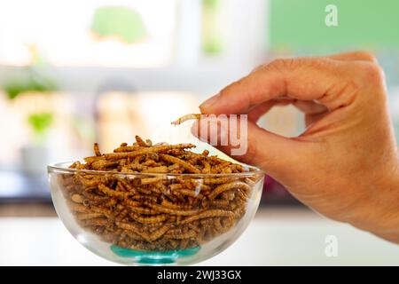 Frau Hand greift sich Snack-Insekten. Mehlwurmlarven als Nahrung. Mealwürmer Krebstiere tenebrio molito Stockfoto