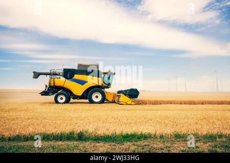 Mähdrescher, der Weizen schneidet, moderner Mähdrescher, der auf einer Weizenernte arbeitet. Mähdrescher Stockfoto