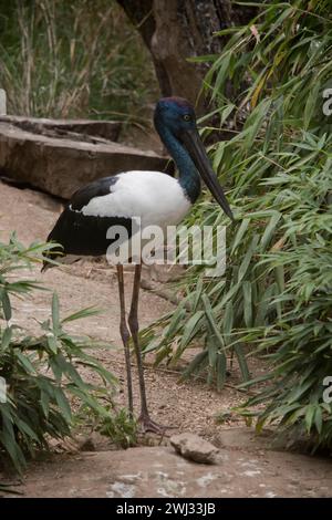 Der Jabiru oder Schwarzhalsstorch ist ein schwarz-weißer Wasservogel, der beeindruckend 1,3m m hoch ist und eine Flügelspanne von etwa 2m m hat. Kopf und Hals schon Stockfoto