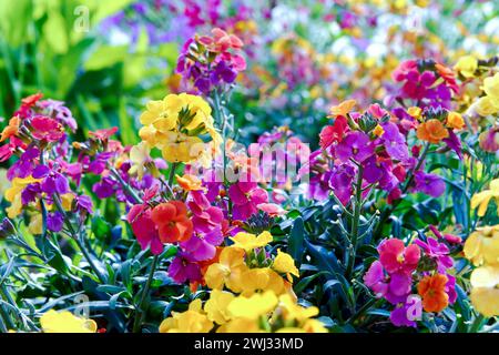 Erysimum aka Wallflower blüht im Freien. Hübsche malvenblütige Blüten der Gattung der Mehrjährigen Wandblumen Stockfoto