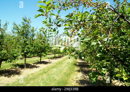 Pflaumenbaum Plantage, Landwirtschaftsfeld. Frische, unreife Bio-Pflaumen mit grünen Blättern auf fru Stockfoto