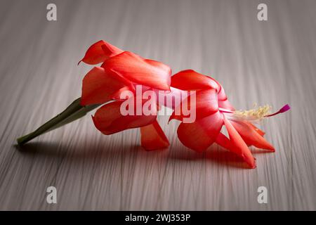 Weihnachtskaktusblume auf einem Tisch. Stockfoto