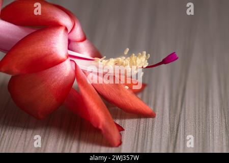 Nahaufnahme der Weihnachtskaktusblume. Stockfoto