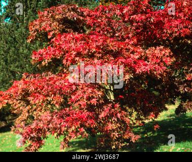 Satte rote Blätter / Laub von Acer Palmatum 'Osakazuki' (auch bekannt als Acer palmatum 'Taihai') Japanischer Ahornbaum im Herbst, Batsford Arboretum, England, Großbritannien Stockfoto
