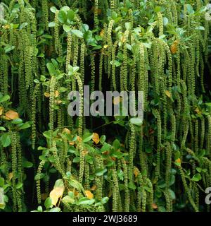 Holly-blättrige Süßspitze (Itea ilicifolia) immergrüner Sträucher in voller Blüte mit langen blassgrünen Raspeln im Sommer wächst im englischen Garten, England, Großbritannien Stockfoto