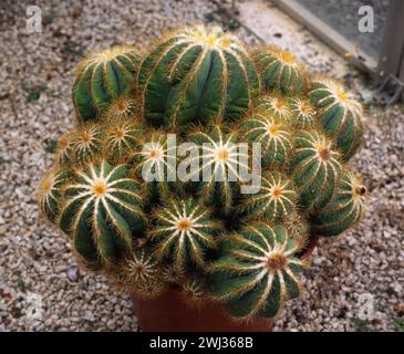 Notocactus wonderful (prächtiger Kugelkaktus) wächst in Topf auf feinem Kies-/Körnbett, England, Großbritannien Stockfoto