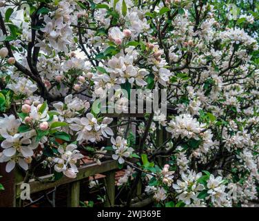 Weiße Apfelblüte im Frühling auf einem kleinen Spalier-Apfelbaum im April im englischen Garten, England, Großbritannien Stockfoto