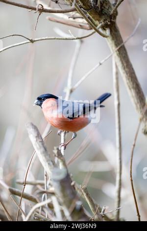 Erwachsener männlicher Eurasischer Bullfink (Pyrrhula pyrrhula), der im Winter auf einem Ast sitzt. Yorkshire, Großbritannien im Februar Stockfoto