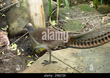 Der männliche Lyre-Vogel hat einen verzierten Schwanz, mit speziellen gebogenen Federn, die in der Auslage die Form einer Lyre annehmen. Stockfoto