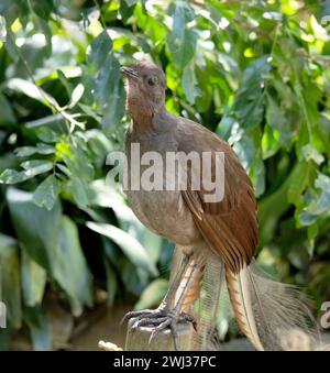 Der männliche Lyre-Vogel hat einen verzierten Schwanz, mit speziellen gebogenen Federn, die in der Auslage die Form einer Lyre annehmen. Stockfoto