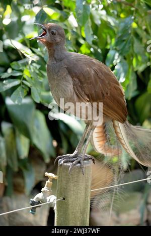 Der männliche Lyre-Vogel hat einen verzierten Schwanz, mit speziellen gebogenen Federn, die in der Auslage die Form einer Lyre annehmen. Stockfoto