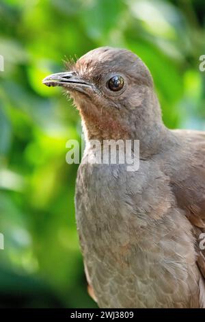 Der männliche Lyre-Vogel hat einen verzierten Schwanz, mit speziellen gebogenen Federn, die in der Auslage die Form einer Lyre annehmen. Stockfoto