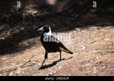 Die Elster ist ein unverwechselbarer Vogel mit glänzenden schwarzen und leuchtend weißen Markierungen. Stockfoto