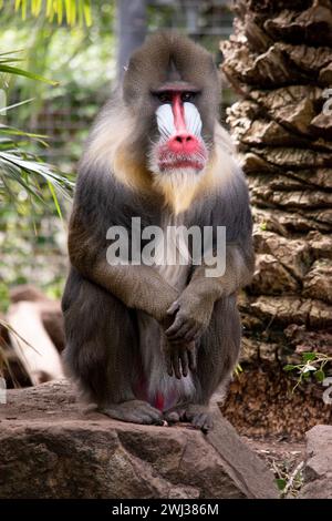 Der Mandrill hat dicke, violette und blaue Rillen entlang der Nase, rote Lippen und Nase und einen goldenen Bart. Stockfoto